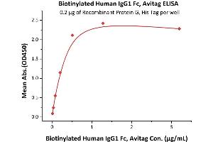 Immobilized Recombinant Protein G, His Tag (ABIN2181670,ABIN2181669,ABIN4370274) at 2 μg/mL (100 μL/well) can bind Biotinylated Human IgG1 Fc, Avitag (ABIN5674596,ABIN6253700) with a linear range of 0. (IgG Fc (AA 99-330) (Active) protein (AVI tag,Biotin))