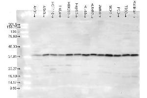 p38, human Cell lines (MAPK14 anticorps)