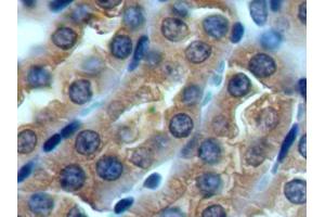 DAB staining on IHC-P; Samples: Mouse Kidney Tissue