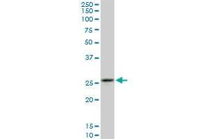 Western Blotting (WB) image for anti-Calpain, Small Subunit 1 (CAPNS1) (AA 172-260) antibody (ABIN598500) (Calpain S1 anticorps  (AA 172-260))