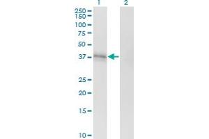 Western Blot analysis of EDG1 expression in transfected 293T cell line by EDG1 monoclonal antibody (M01), clone 2E12.
