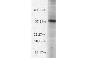 Thorase/Atad1 Western Blot. (ATAD1 anticorps)