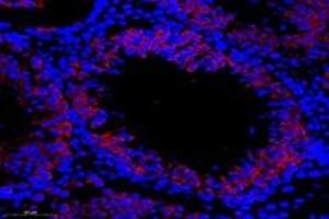Immunofluorescent analysis of paraformaldehyde-fixed rat testis using,TTC12 (ABIN7075869) at dilution of 1: 1000 (TTC12 anticorps)