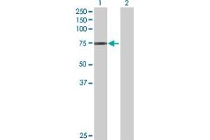 Western Blot analysis of GNL1 expression in transfected 293T cell line by GNL1 MaxPab polyclonal antibody. (GNL1 anticorps  (AA 1-607))