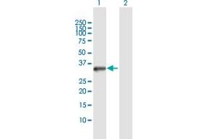 Western Blot analysis of STK16 expression in transfected 293T cell line by STK16 MaxPab polyclonal antibody. (STK16 anticorps  (AA 1-305))