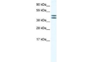 EGLN2 antibody used at 1. (PHD1 anticorps  (N-Term))