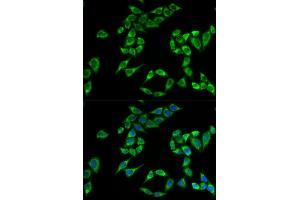 Immunofluorescence (IF) image for anti-Pleckstrin Homology-Like Domain, Family A, Member 2 (PHLDA2) antibody (ABIN1882371) (PHLDA2 anticorps)