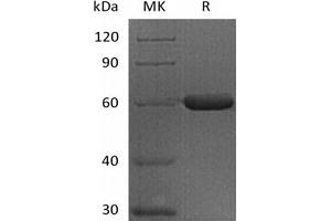 Western Blotting (WB) image for Fibrinogen-Like 1 (FGL1) (Active) protein (Fc Tag) (ABIN7319769)