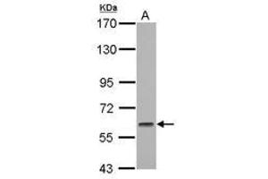 Image no. 2 for anti-Glucocorticoid Modulatory Element Binding Protein 1 (GMEB1) (AA 315-573) antibody (ABIN1501891)
