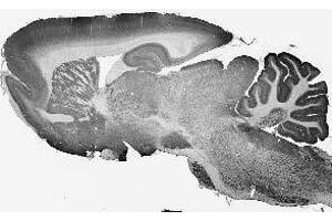 Adult rat brain immunohistochemistry. (FIG4 anticorps  (AA 688-907))
