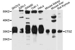 Western blot analysis of extracts of HeLa cell line, using CTSZ antibody. (Cathepsin Z anticorps)