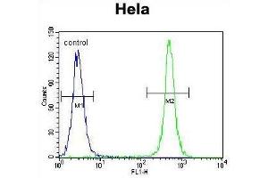 TSPYL6 Antibody (Center) flow cytometric analysis of Hela cells (right histogram) compared to a negative control cell (left histogram). (TSPY-Like 6 anticorps  (Middle Region))