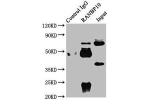 Immunoprecipitating RANBP10 in Rat brain tissue Lane 1: Rabbit control IgG instead of ABIN7167086 in Rat brain tissue.