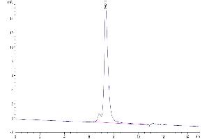 The purity of Mouse CD31/PECAM-1 is greater than 95 % as determined by SEC-HPLC. (CD31 Protein (AA 18-590) (His tag))