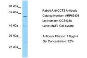 Image no. 1 for anti-Chaperonin Containing TCP1, Subunit 2 (Beta) (CCT2) (AA 257-306) antibody (ABIN6749980) (CCT2 anticorps  (AA 257-306))