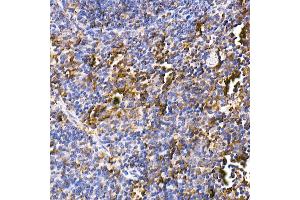 Immunohistochemistry of paraffin-embedded mouse spleen using Calreticulin Rabbit mAb (ABIN7266042) at dilution of 1:100 (40x lens). (Calreticulin anticorps)