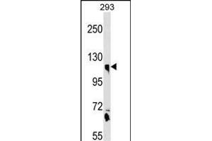 CLSTN1 Antibody (N-term) (ABIN1539080 and ABIN2850341) western blot analysis in 293 cell line lysates (35 μg/lane). (Calsyntenin 1 anticorps  (N-Term))