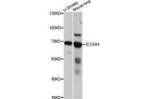 Western blot analysis of extracts of various cell lines, using SLC6A4 antibody. (SLC6A4 anticorps)