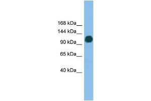 WB Suggested Anti-USP36 Antibody Titration: 0. (USP36 anticorps  (N-Term))