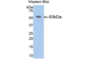 Western Blotting (WB) image for anti-Klotho (KL) (AA 516-955) antibody (ABIN1078251) (Klotho anticorps  (AA 516-955))