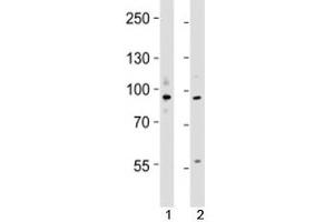 Western blot testing of UHRF1 antibody at 1:4000 dilution (UHRF1 anticorps  (N-Term))