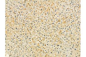 ABIN6265290 and ABIN6273077 at 1/100 staining Mouse liver tissue by IHC-P. (SRP9 anticorps  (Internal Region))