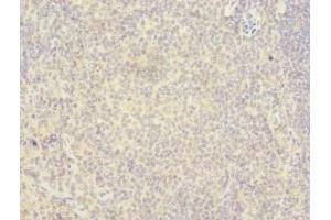 Immunohistochemistry of paraffin-embedded human tonsil tissue using ABIN7167369 at dilution of 1:100