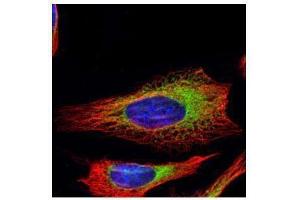 ICC/IF Image Confocal immunofluorescence analysis (Olympus FV10i) of methanol-fixed HeLa, using Ribosome binding protein 1, antibody (Green) at 1:500 dilution.