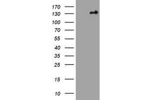 Image no. 1 for anti-Tuberous Sclerosis 1 (TSC1) (AA 836-1164) antibody (ABIN1491686)