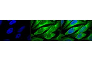 Immunocytochemistry/Immunofluorescence analysis using Mouse Anti-Erp57 (Grp58) Monoclonal Antibody, Clone Map.