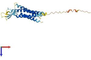 AlphaFold protein structure predicition of Human Recombinant CLDN17 Protein, UniprotID P56750