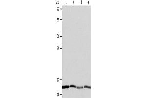 Western Blotting (WB) image for anti-ATPase Inhibitory Factor 1 (ATPIF1) antibody (ABIN2428909)