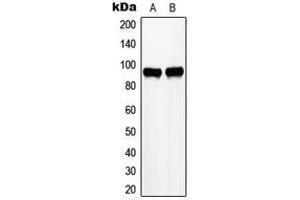 Western blot analysis of ZHX2 expression in HepG2 (A), K562 (B) whole cell lysates.