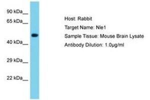 Image no. 1 for anti-Notchless Homolog 1 (NLE1) (AA 351-400) antibody (ABIN6750510)