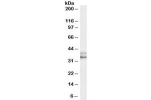 Western blot testing of HeLa (nuclear) cell lysate with NANOG antibody at 0. (Nanog anticorps)