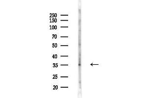 anti-Mitochondrial Ribosomal Protein L41 (MRPL41) (N-Term) antibody