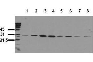 Western Blotting (WB) image for anti-Heat Shock 27kDa Protein 1 (HSPB1) (pSer82) antibody (ABIN126812) (HSP27 anticorps  (pSer82))