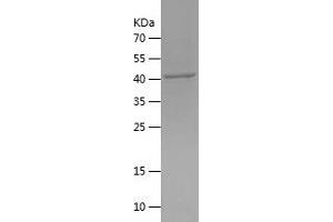 Western Blotting (WB) image for MAP3K12-Binding Inhibitory Protein 1 (MBIP) (AA 1-344) protein (His tag) (ABIN7123846)