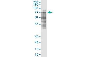 LRRC40 monoclonal antibody (M02), clone 3E10. (LRRC40 anticorps  (AA 1-602))