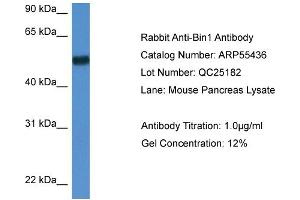 Western Blotting (WB) image for anti-Bridging Integrator 1 (BIN1) (N-Term) antibody (ABIN2774109) (BIN1 anticorps  (N-Term))