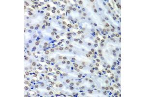 Immunohistochemistry of paraffin-embedded mouse kidney using Septin 7 antibody (ABIN1682655, ABIN3018092, ABIN3018093 and ABIN6220357) at dilution of 1:100 (40x lens). (7-Sep (AA 307-436) anticorps)