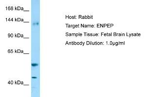 Western Blotting (WB) image for anti-Glutamyl Aminopeptidase (Aminopeptidase A) (ENPEP) (C-Term) antibody (ABIN970628) (ENPEP anticorps  (C-Term))