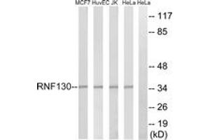 Western blot analysis of extracts from HeLa/Jurkat/HuvEc/MCF-7 cells, using RNF130 Antibody. (RNF130 anticorps  (AA 231-280))