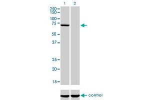 Western blot analysis of MPP3 over-expressed 293 cell line, cotransfected with MPP3 Validated Chimera RNAi (Lane 2) or non-transfected control (Lane 1). (MPP3 anticorps  (AA 1-585))