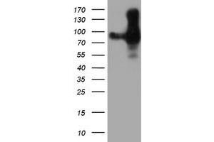 Western Blotting (WB) image for anti-Platelet/endothelial Cell Adhesion Molecule (PECAM1) antibody (ABIN1497244) (CD31 anticorps)