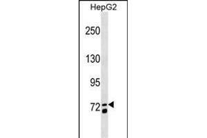 MS4A14 Antibody (C-term) (ABIN1537470 and ABIN2849678) western blot analysis in HepG2 cell line lysates (35 μg/lane). (MS4A14 anticorps  (C-Term))