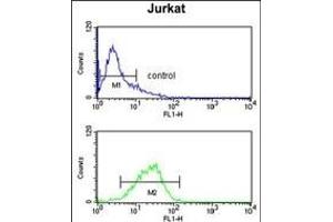 STIP1 Antibody (Center) (ABIN1882135 and ABIN2839438) flow cytometry analysis of Jurkat cells (bottom histogram) compared to a negative control cell (top histogram).