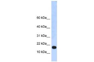 anti-LOC115648 (LOC115648) antibody