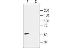 Western blot analysis of rat brain lysate: - 1.