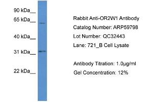 Western Blotting (WB) image for anti-Olfactory Receptor, Family 2, Subfamily W, Member 1 (OR2W1) (C-Term) antibody (ABIN2774269) (OR2W1 anticorps  (C-Term))
